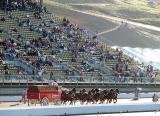 Clydesdales