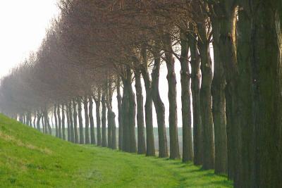  A row of trees