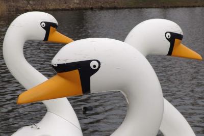 Three swans