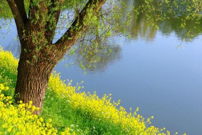 Cole-seed with tree