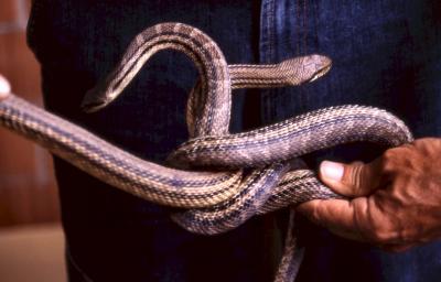 Elaphe quatuorlineata - by Pietrolucci R.