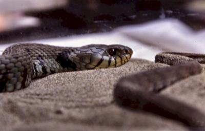 Natrix natrix - by Pietrolucci R.