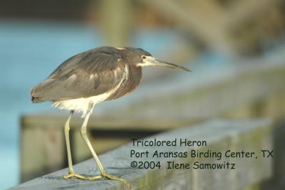 Tricolored Heron 3029.jpg