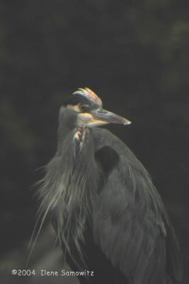 Great Blue Heron on Padilla Bay 3356
