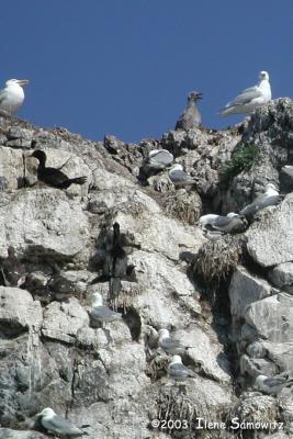Gull Island Nesting CN2039.jpg