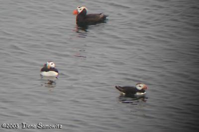 Tufted and Horned Puffins CN2248.jpg