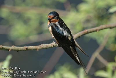 Barn Swallow  5064.jpg