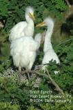 Great Egrets 2034.jpg