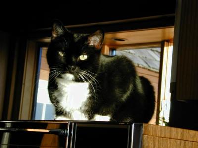 Marlowe, on his favorite microwave