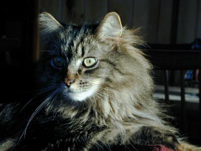 Ogden, in his full furry finest