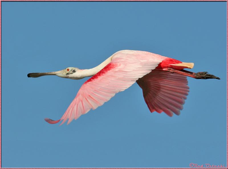 Spoonbill Inflight