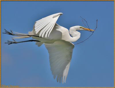 Egret returning to nest