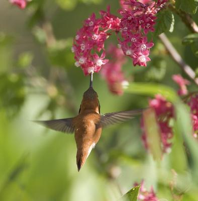 Rufous Hummingbird (M)