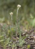 Antennaria neglecta