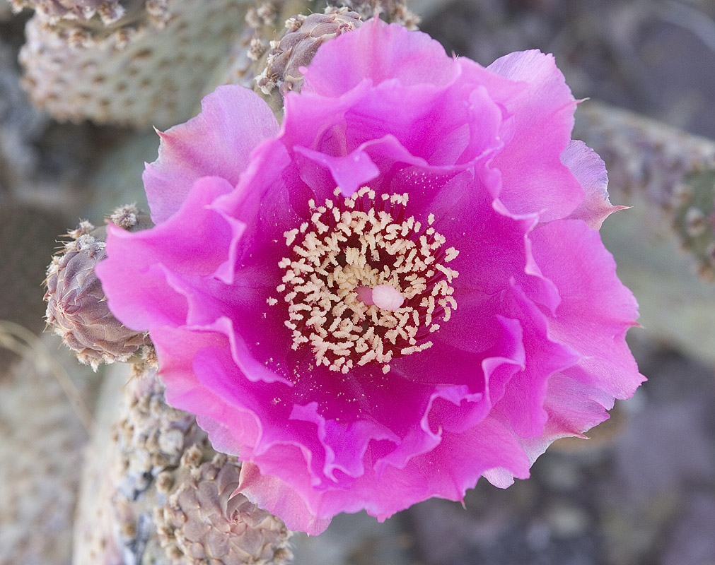 Beavertail pricklypear  Opuntia basilaris