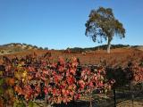 Fall vineyards