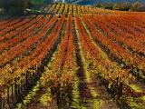 Vineyard rows