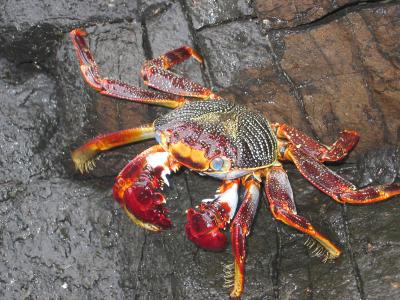 Beautiful Crab.jpg