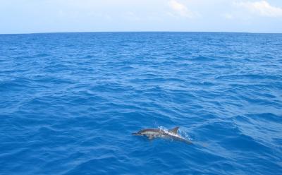 u13/ronnihansen/medium/38452216.Dolphin.jpg