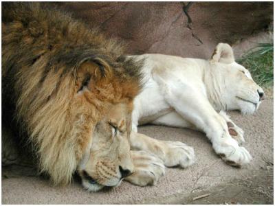 sleepingLions.jpg