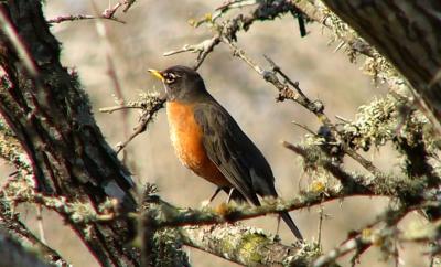 robin jan8 019.jpg