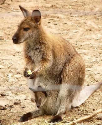 wallaby 1.jpg