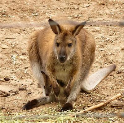 wallaby 2.jpg