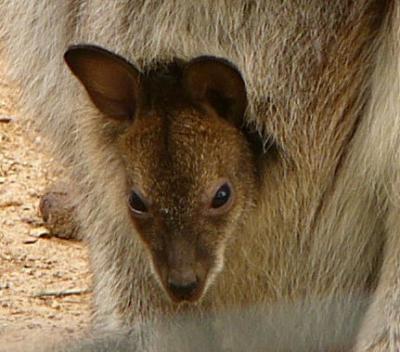 wallaby baby.jpg