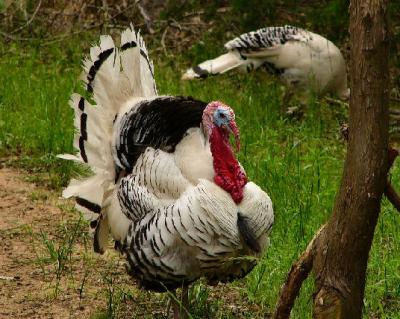 black and white turkeys.jpg