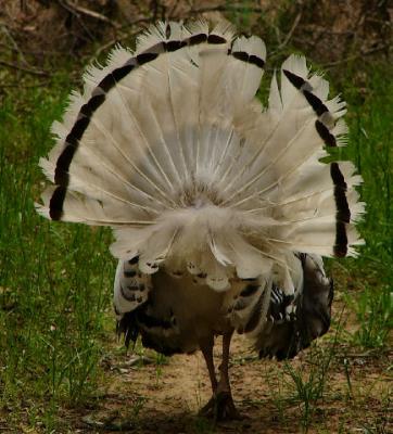 turkey tail.jpg