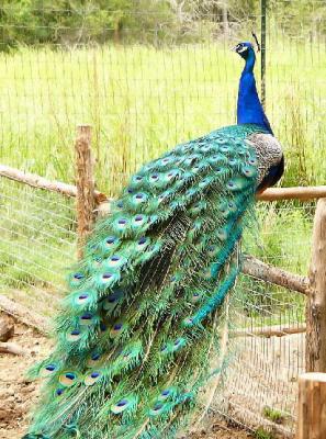 peacock.jpg
