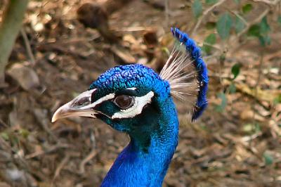 peacock portrait.jpg