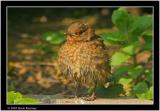 baby blackbird.jpg