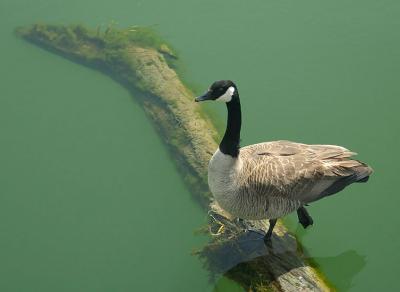 goose3178.jpg