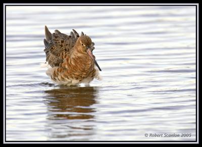 Black-tailed Godwit 4