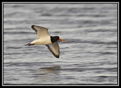 Eurasian Oystercatcher 1