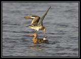 Black-tailed Godwit 5