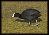 Eurasian Coot  1