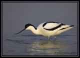 Avocet 3