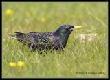 Common Starling 3