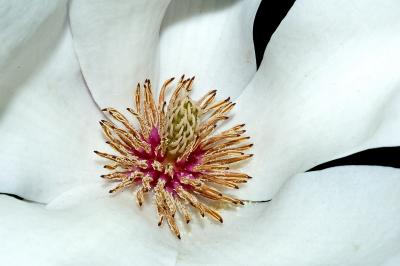 wilting tulip tree flower (macro)