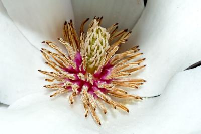 wilting tulip tree flower (macro) (large)