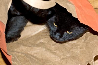 hiding in shopping bag
