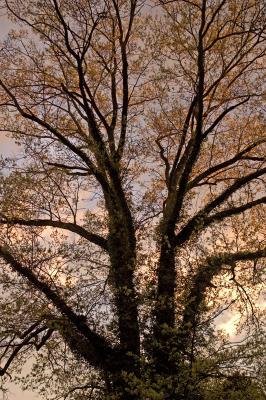 big oak at sunset