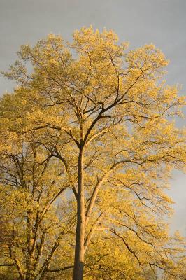 golden tree 10