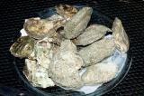 chesapeake and malpeque oysters