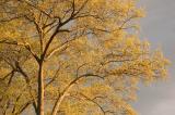 golden tree 4