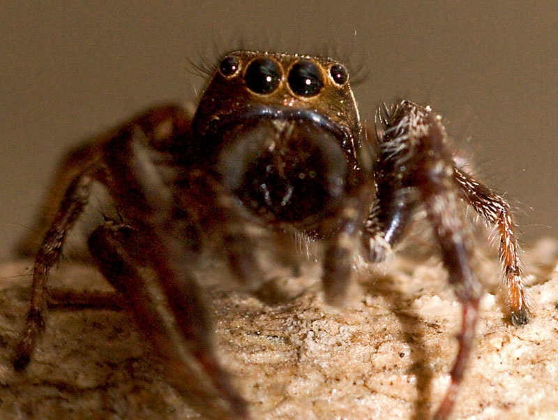 jumping spider 2 (macro)