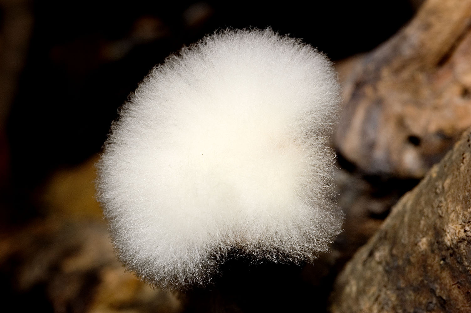 tree branch fuzz mold (large)
