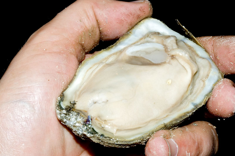 just shucked chesapeake oyster